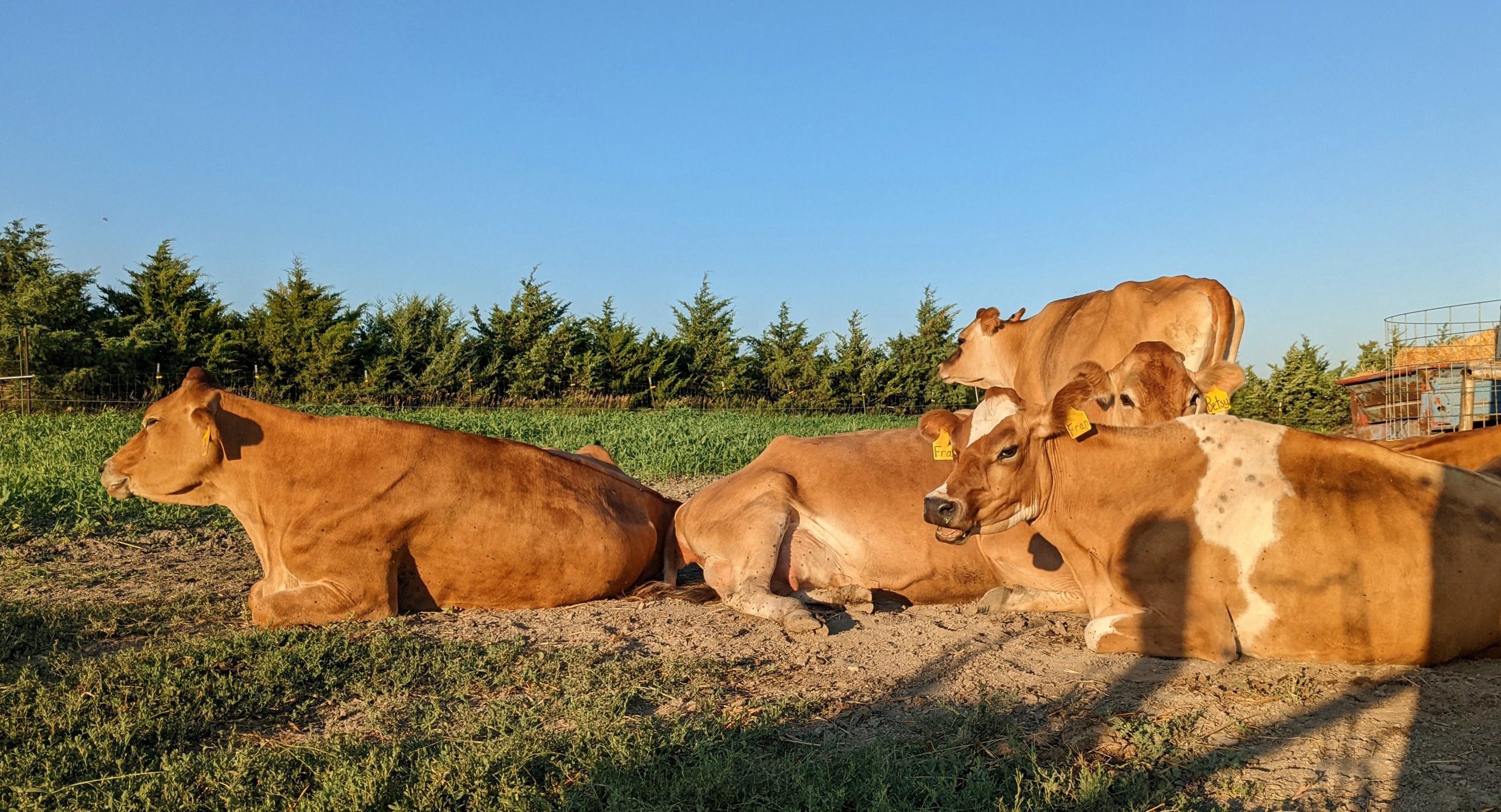Black cow grazing on green grass in a lush forested area, showcasing rural farming and livestock.